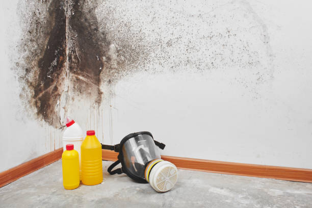 Best Mold Cleaning Services  in St John, KS