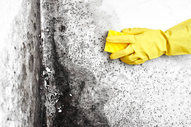 Professional Mold Removal in St John, KS