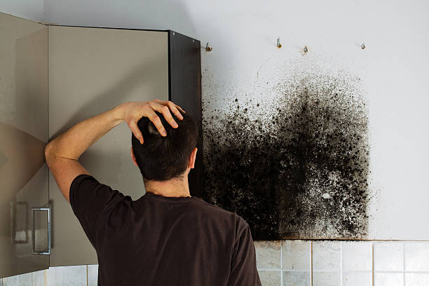 Best Home Mold Removal  in St John, KS