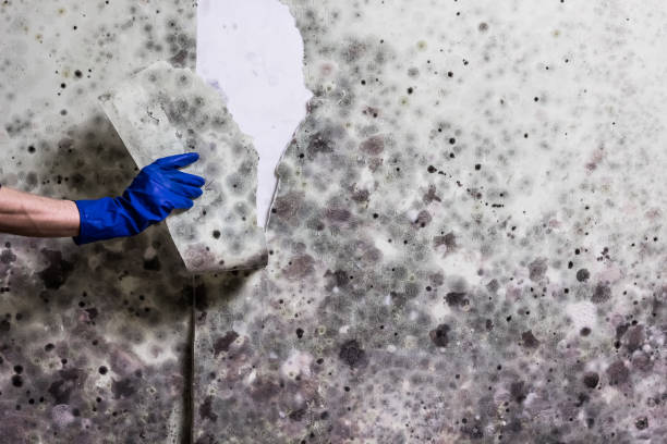 Best Emergency Mold Removal  in St John, KS